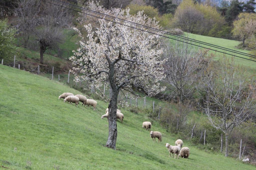 Saint-Félicien La Bastide De Fontaille Bed & Breakfast エクステリア 写真